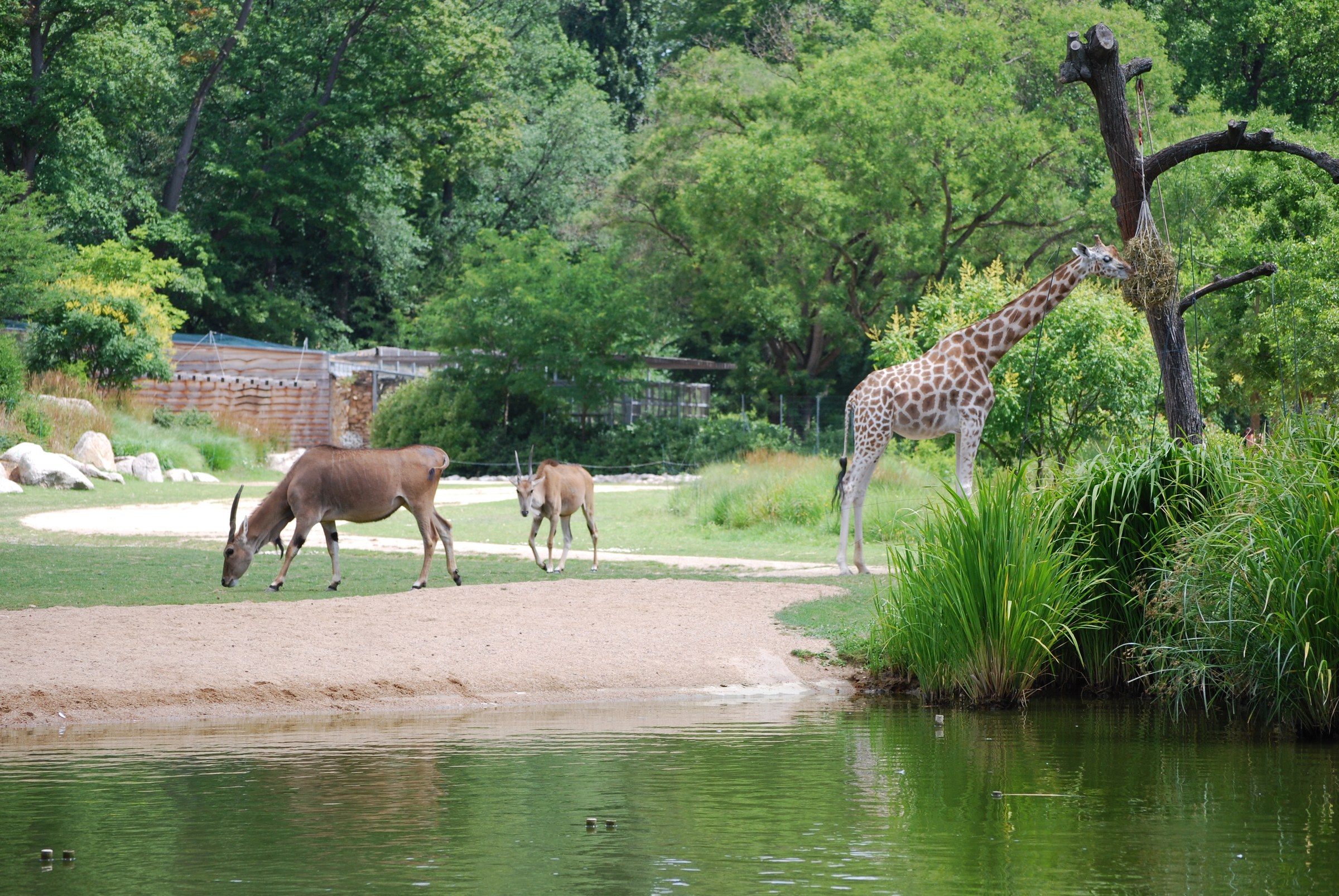 Allée arborée du parc de la Tête d'Or à Lyon menant au jardin zoologique gratuit