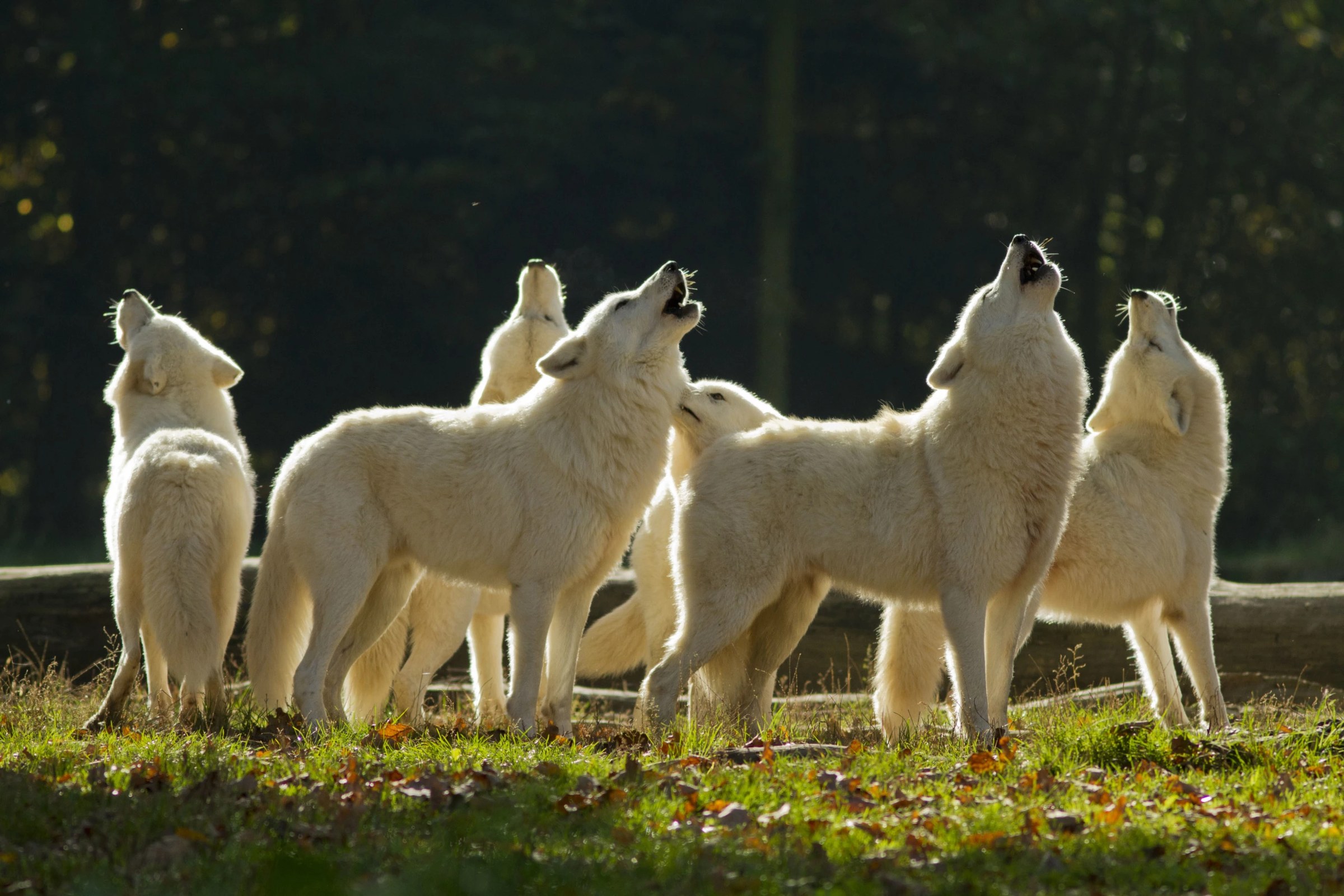 Lodge avec baie vitrée donnant sur une meute de loups dans un parc animalier