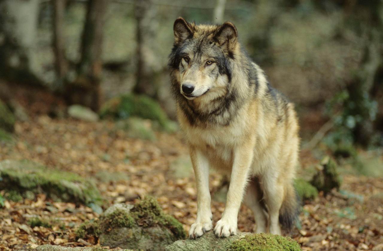 Enclos forestier du parc des loups à Orlu en Ariège avec une meute de loups